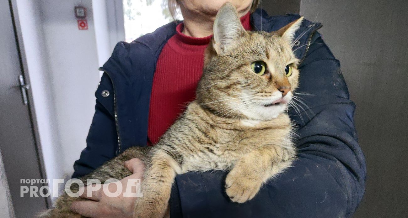 Почему кошка постоянно мяукает и ходит по квартире — не игнорируйте эти сигналы