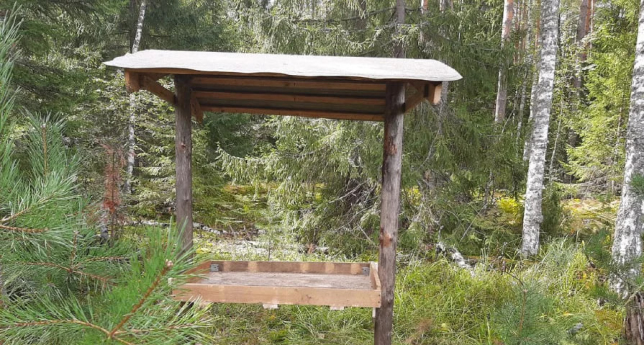 В лесах Нижегородской области начали подкармливать птиц