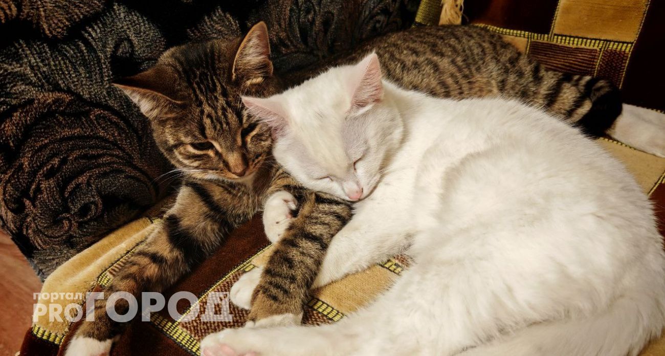 Вот почему кошка топчет вас лапками: запомните раз и навсегда