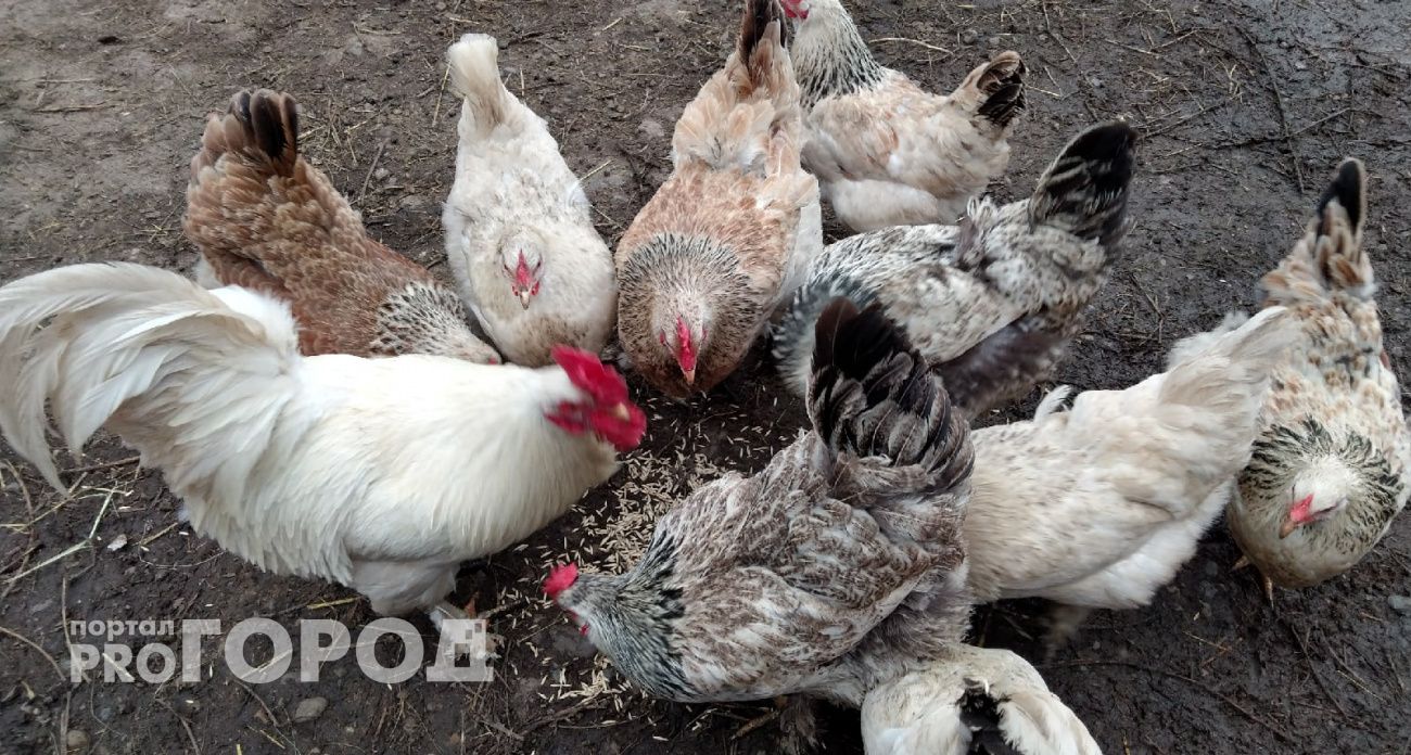 Одна ложка в день зимой — и куры несутся без перерыва: простая добавка для отличной яйценоскости