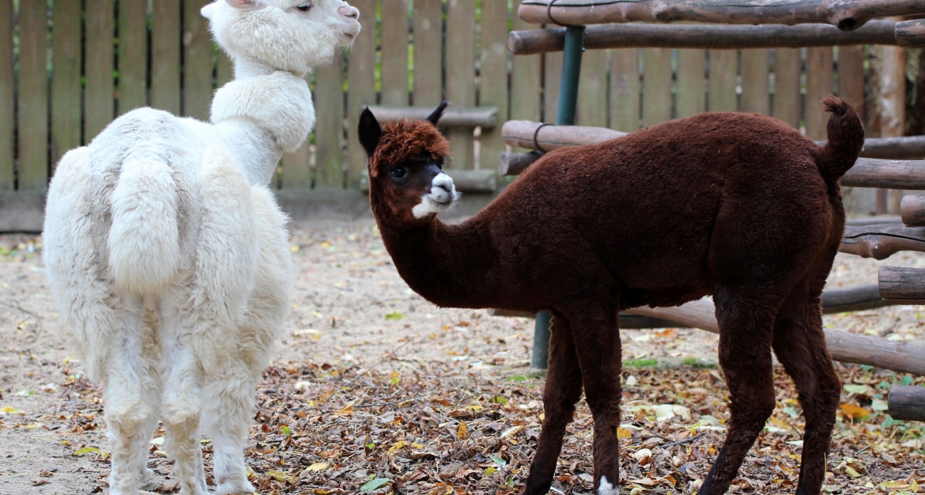 Нижегородский зоопарк "Лимпопо" будет работать по зимнему расписанию