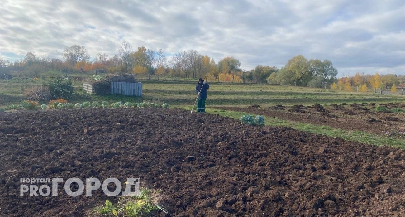 Стакан "муки" вместо 15 кг навоза — хоть по снегу рассыпайте: весной почву не узнаете — рыхлая, живая, плодородная