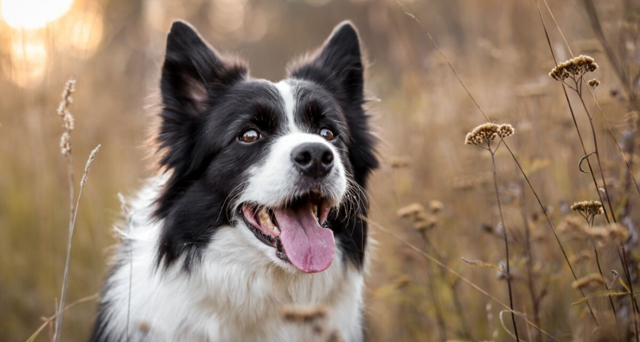 Названы 3 самые умные породы собак: их признали лучшими в мире