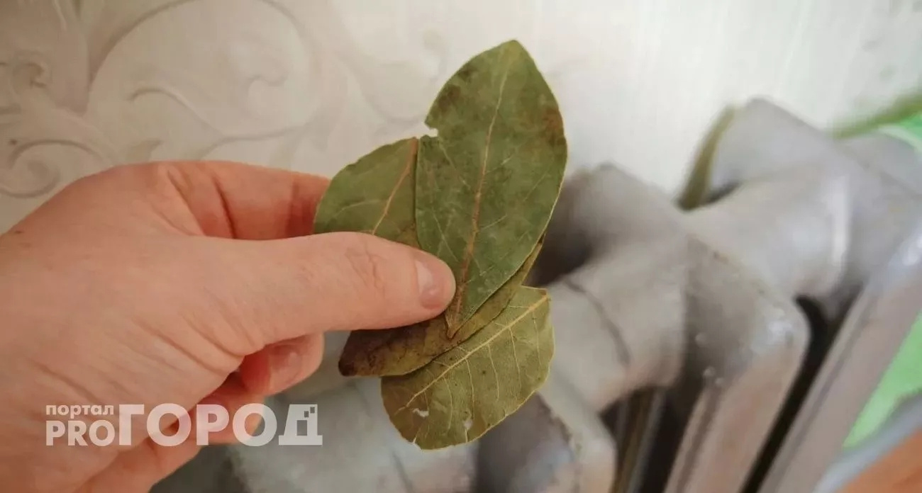 С первыми морозами кладу лавровые листы на батарею – и живу без забот: вот что происходит – вся родня чувствует эффект