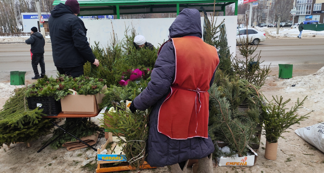 Эксперты Роскачества раскрыли, как выбрать живую ель, которая не осыпется через день