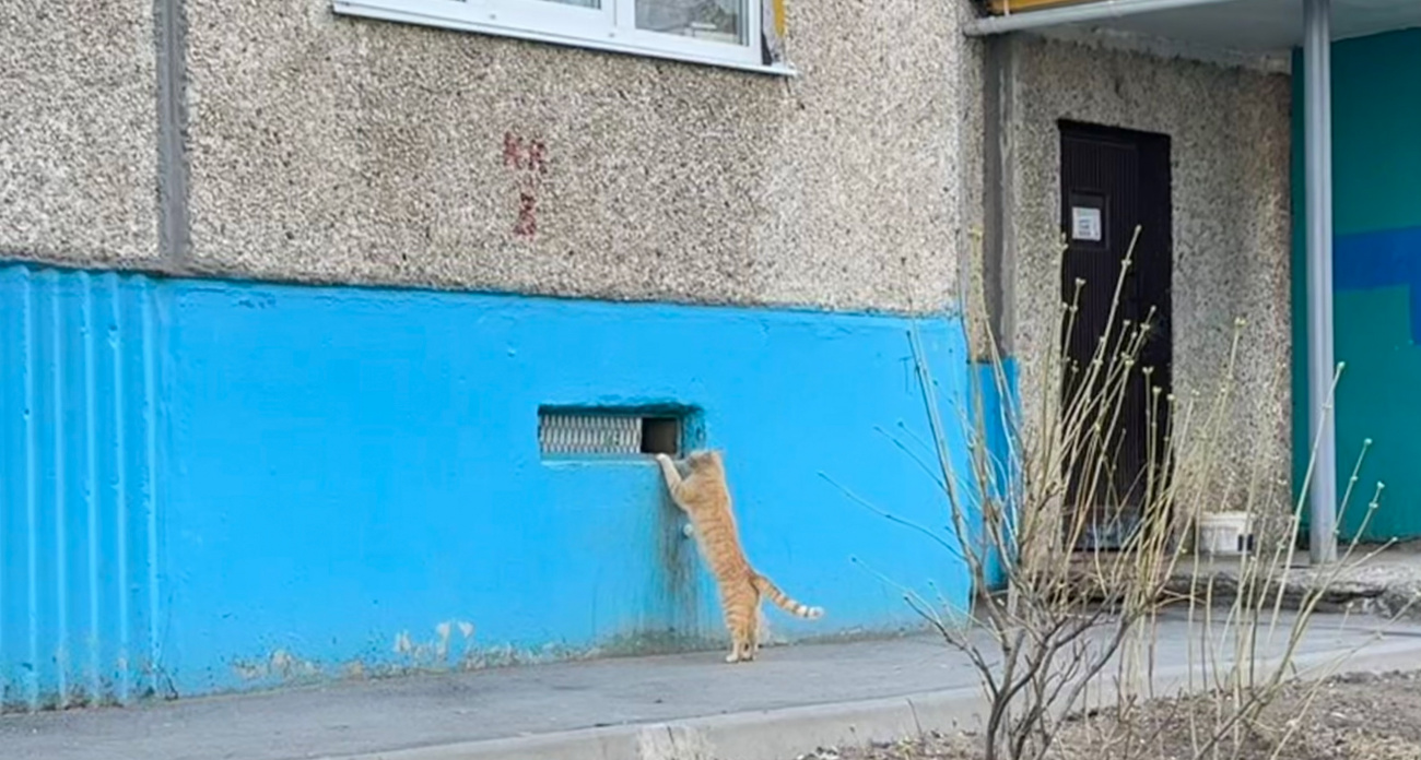 УК будут штрафовать, а людей - сажать: чем грозит незаконное закрытие подвалов с животными