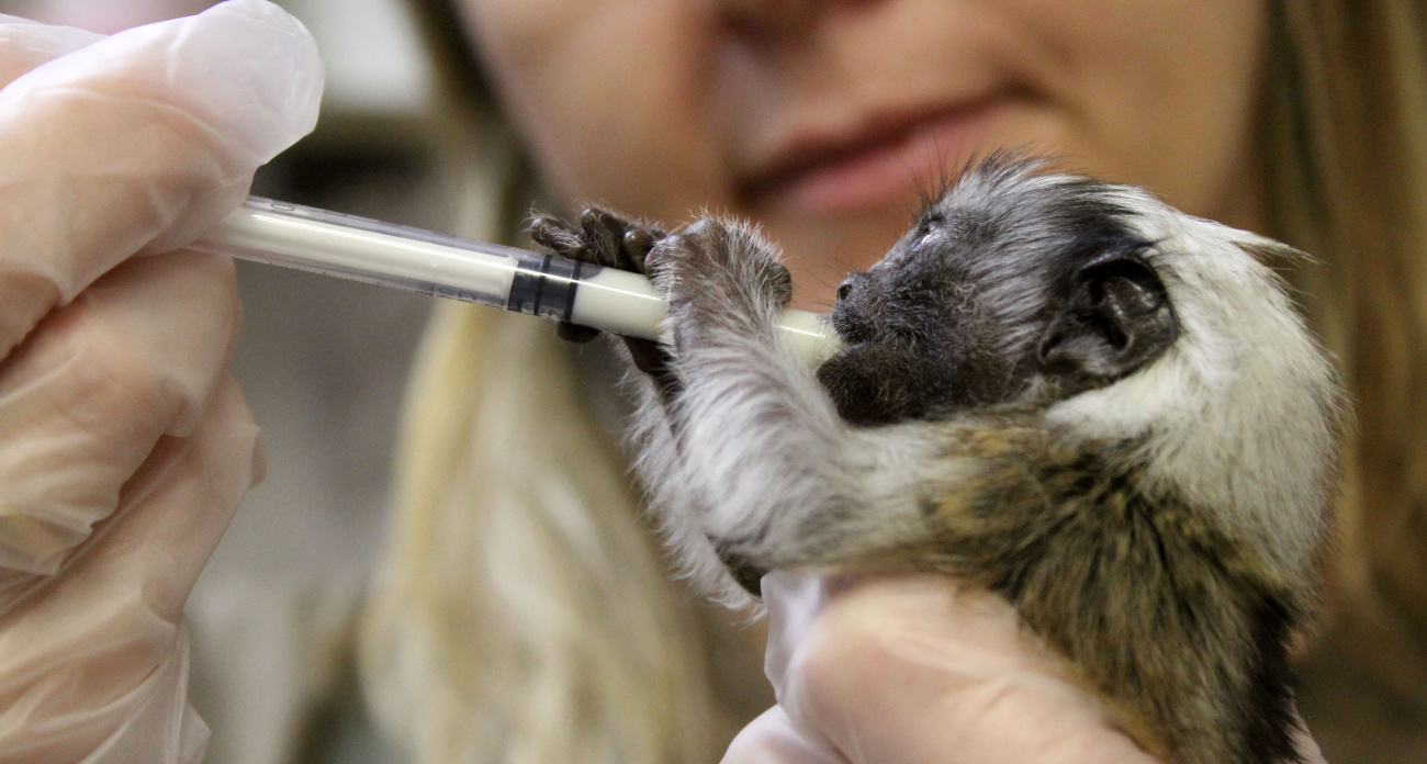 В нижегородском зоопарке "Лимпопо" спасли от гибели детеныша редкой обезьянки