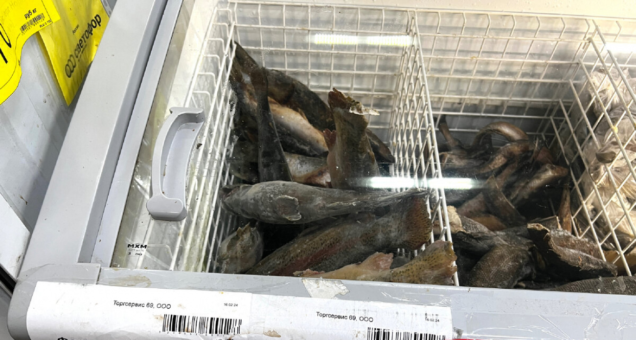 Прикупил форель в "Светофоре" для засолки икры к Новому году — что из этого вышло: честный обзор