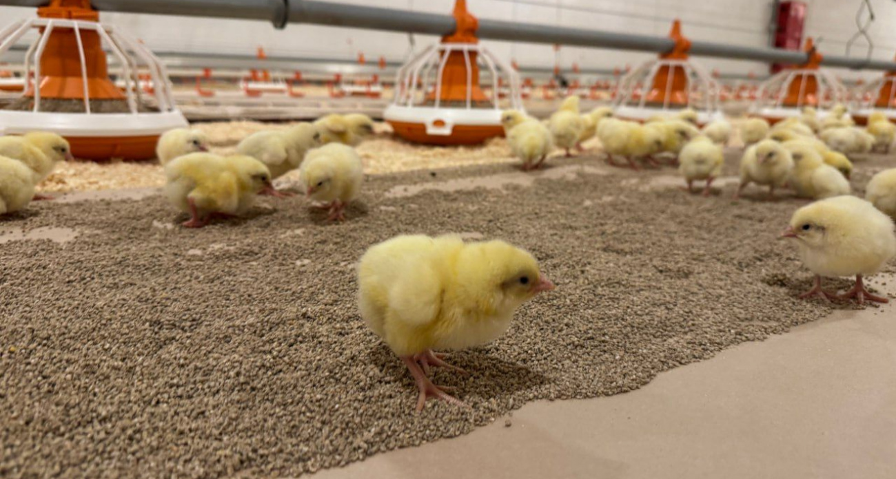 Крупнейшую за 50 лет птицефабрику открыли в Нижегородской области