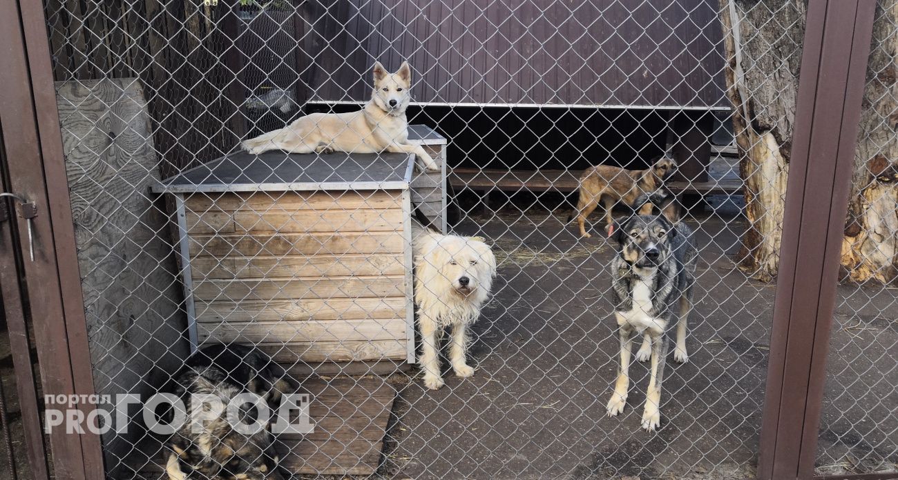 В Богородске начали расследования из-за агрессивных бездомных собак, которые пугают жителей