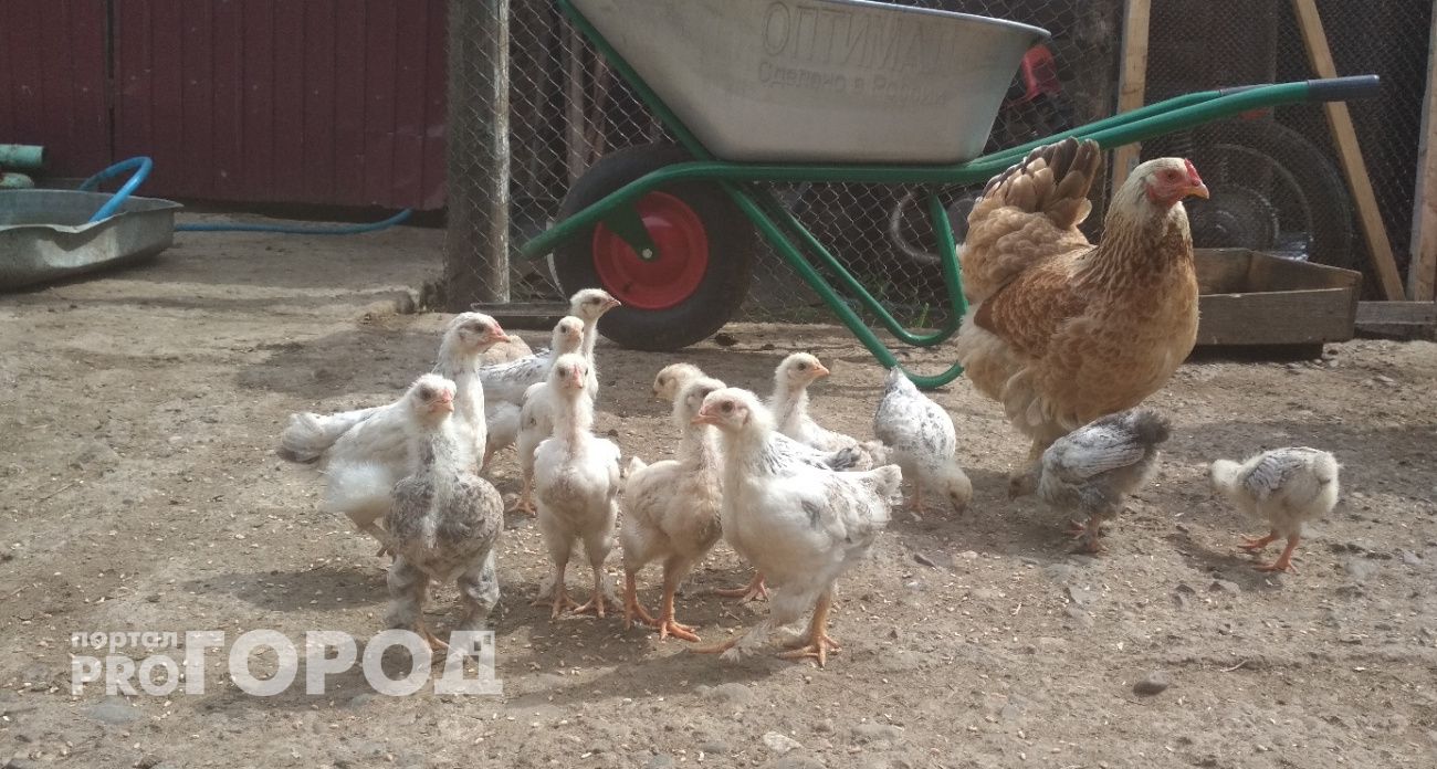 Подсыпаем это в зерно - куры несутся даже в мороз: простая подкормка для несушек зимой