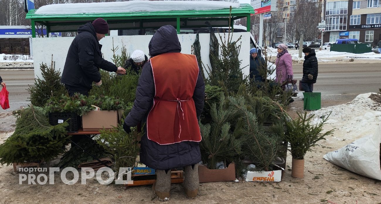 Как выбрать идеальную живую ёлку, чтобы она простояла до Старого Нового года и не осыпалась