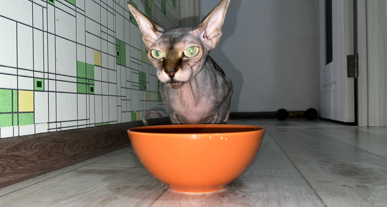 "Дай кусочек": чем реально можно угостить кошку со стола, чтобы ей не стало плохо