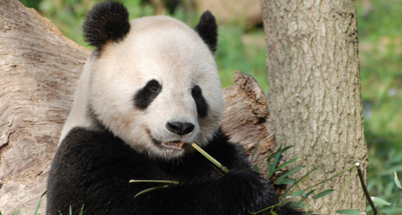 Больше никаких панд: Китай забирает уникальных животных назад