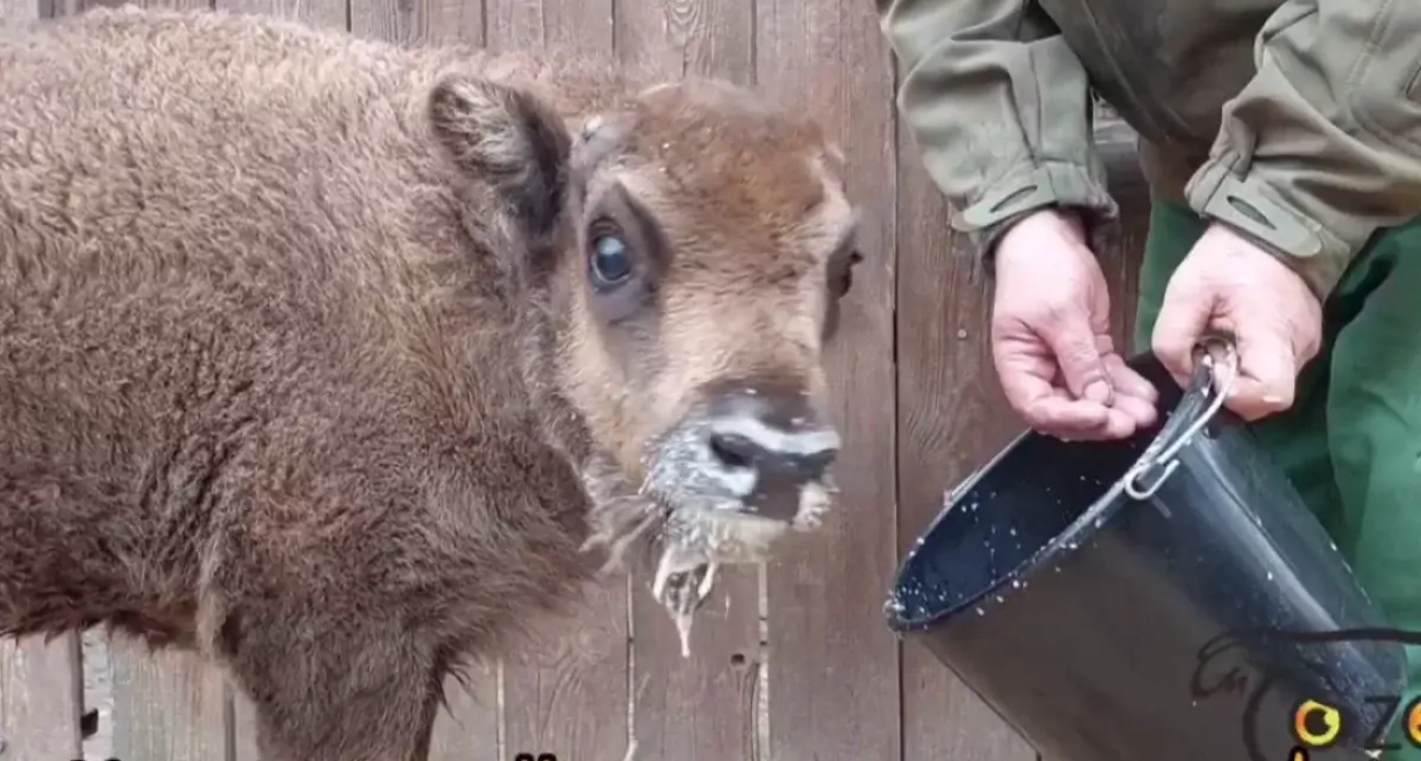 Зубры вернутся в нижегородские леса после 200 лет отсутствия