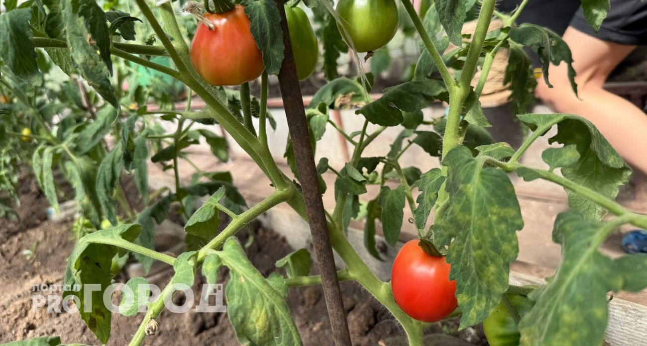 Чемпион по скорости среди томатов: сажаю только его – через 49 дней уже ем свежие помидоры