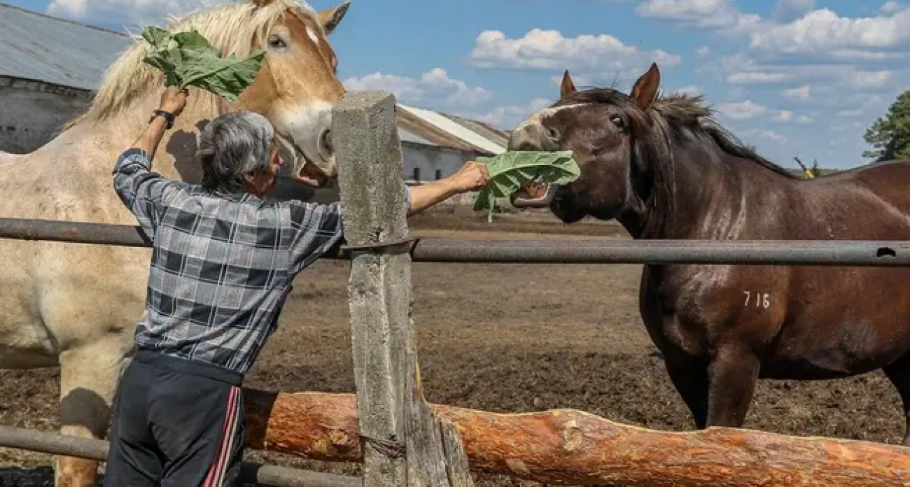 Уникальную породу советских тяжеловозов спасают от вывоза