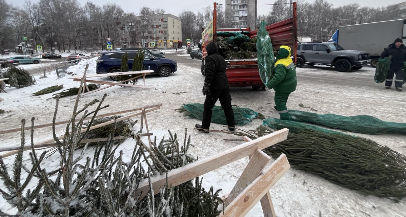 Продавцов "пиратских" елей поймали в Советском районе