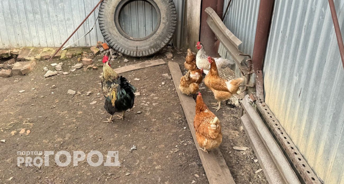 Подсыпаем в зерно — и куры несутся даже в холодную погоду: простая подкормка для зимней яйценоскости несушек