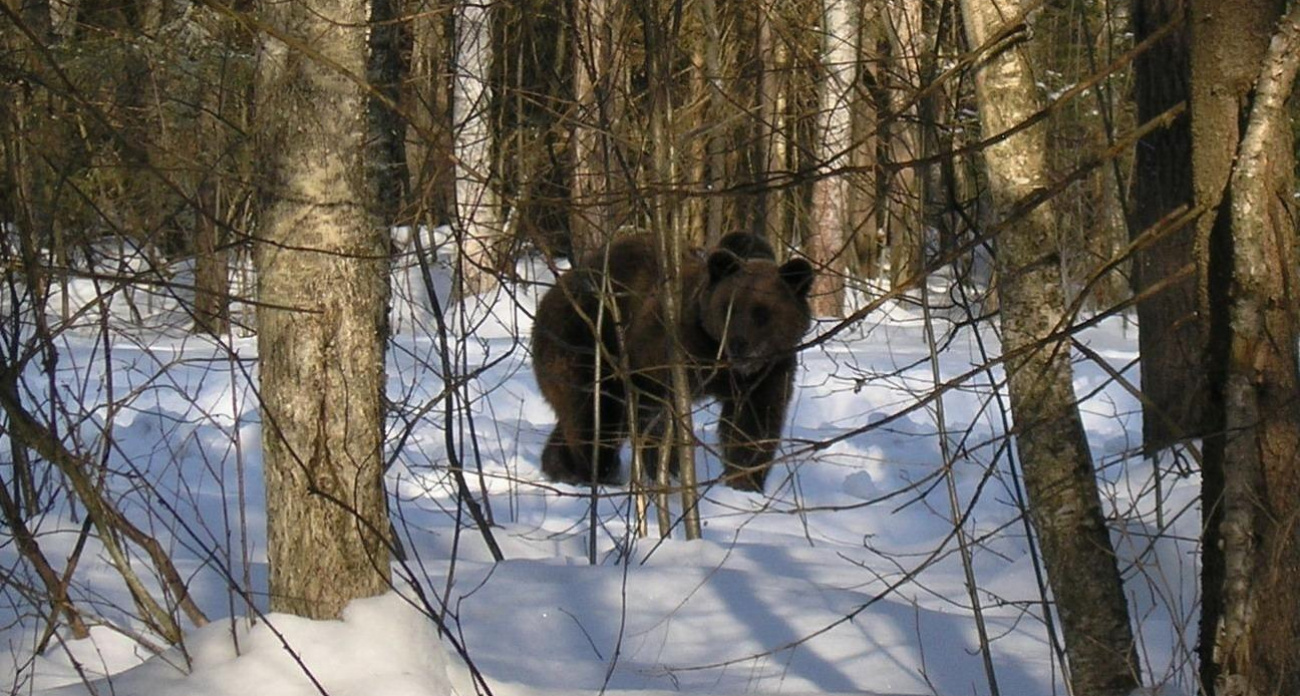 Охоту на медведей запретили в Нижегородской области