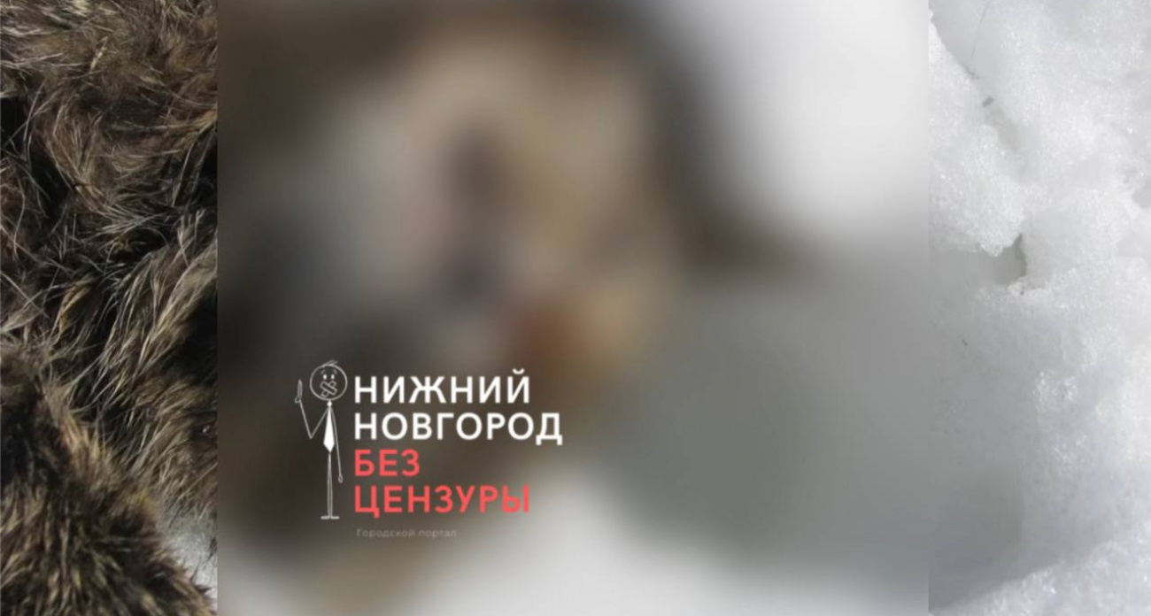 В Балахне дети издевались над котом, прикрепив к нему петарду