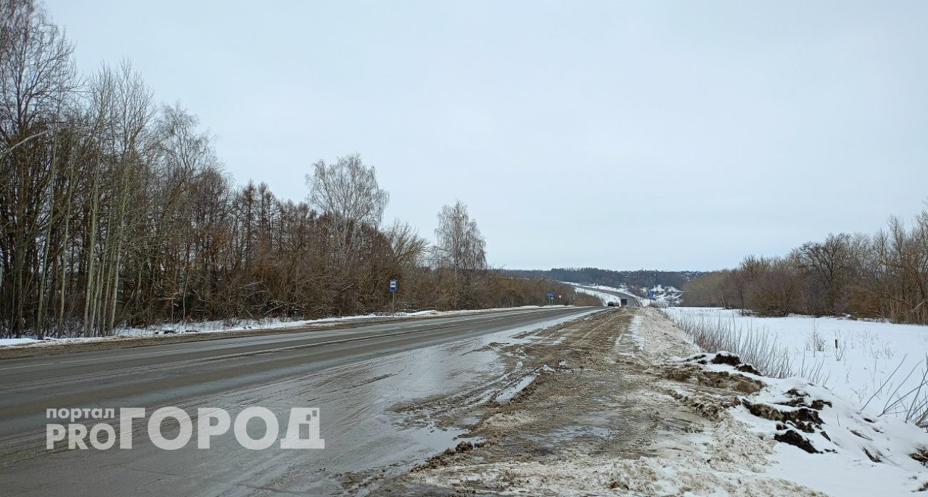 Госавтоинспекция напомнила, как вести себя при встрече с лесными животными