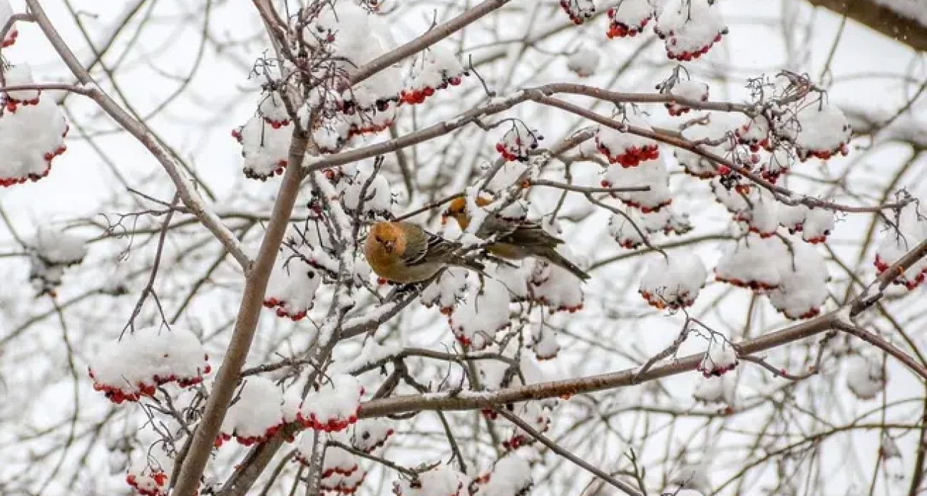 Редкие малиново-красные щуры из северной тайги впервые замечены за поеданием рябины в Нижнем Новгороде