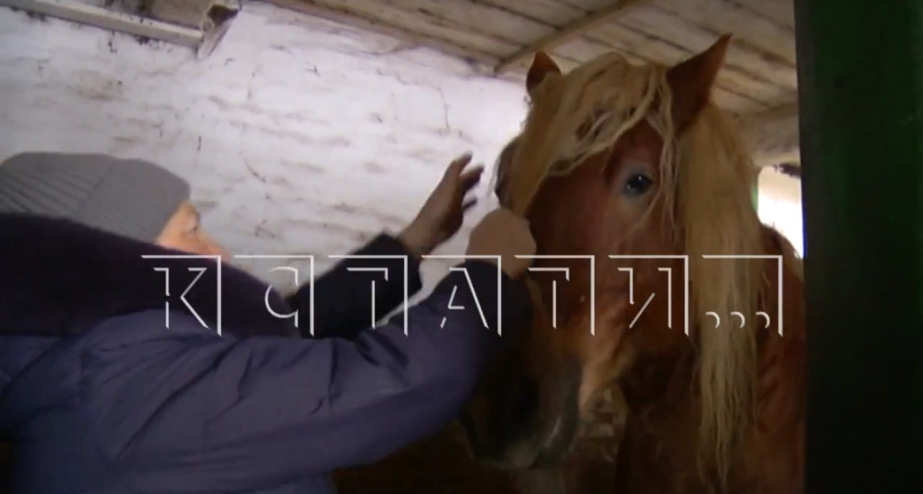 Местные жители спасли Починковский конный завод от уничтожения и забоя лошадей