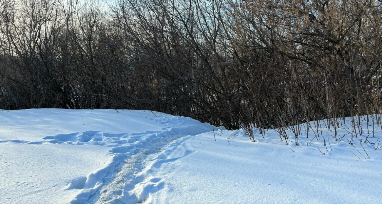 В Нижегородской области запретили охотиться на одного крупного зверя