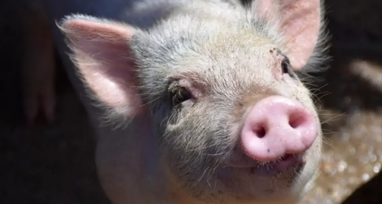 200 почек в год: нижегородские ученые создадут свиней-доноров для спасения жизней