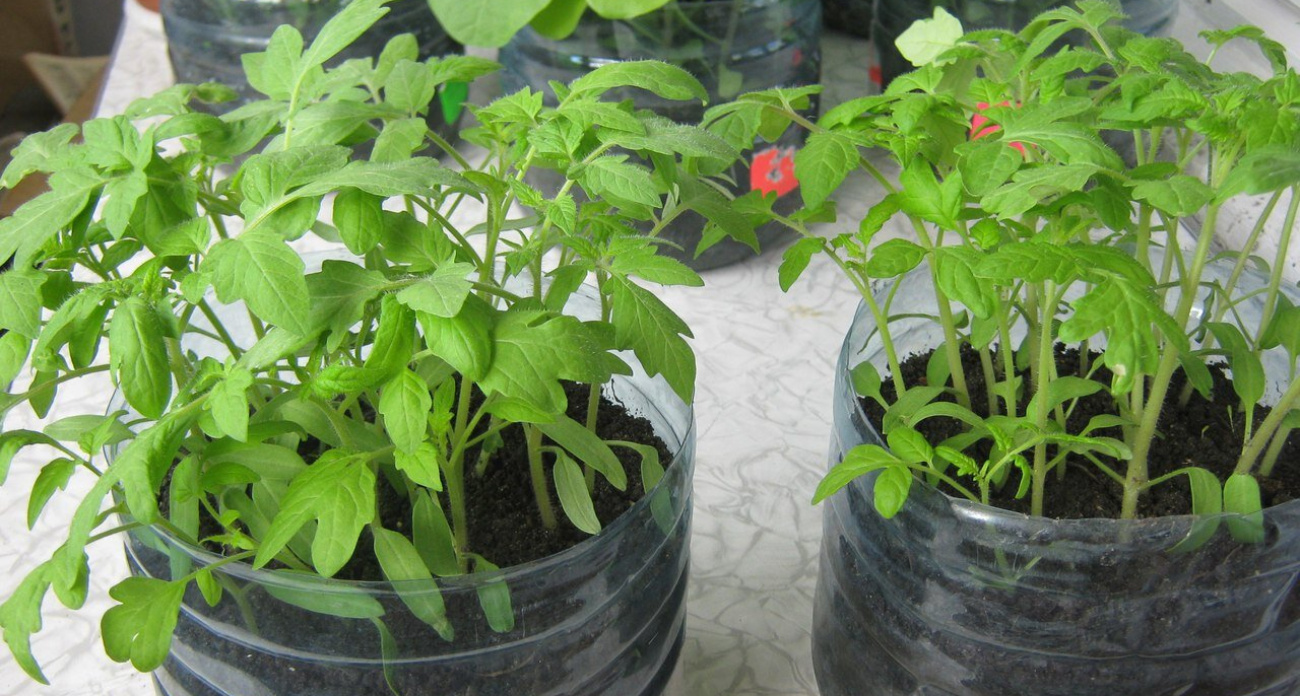 Выращиваю рассаду в 5‑литровых бутылках – крепкие кустики без хлопот и пикировки