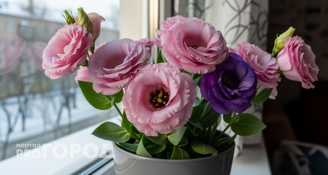 Этот однолетник краше розы: рассаду надо сеять уже в январе