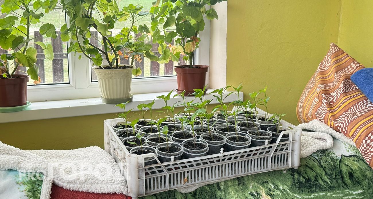 Капаю аптечное средство – и семена дружно "выстреливают": рассада мощная и здоровая