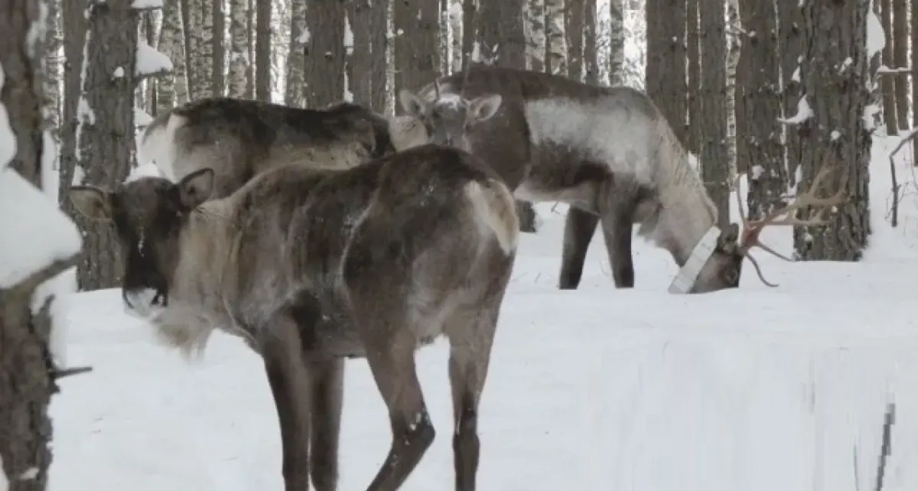 12 млн из Президентского фонда природы: в Керженском заповеднике возрождают северных оленей, исчезнувших 100 лет назад