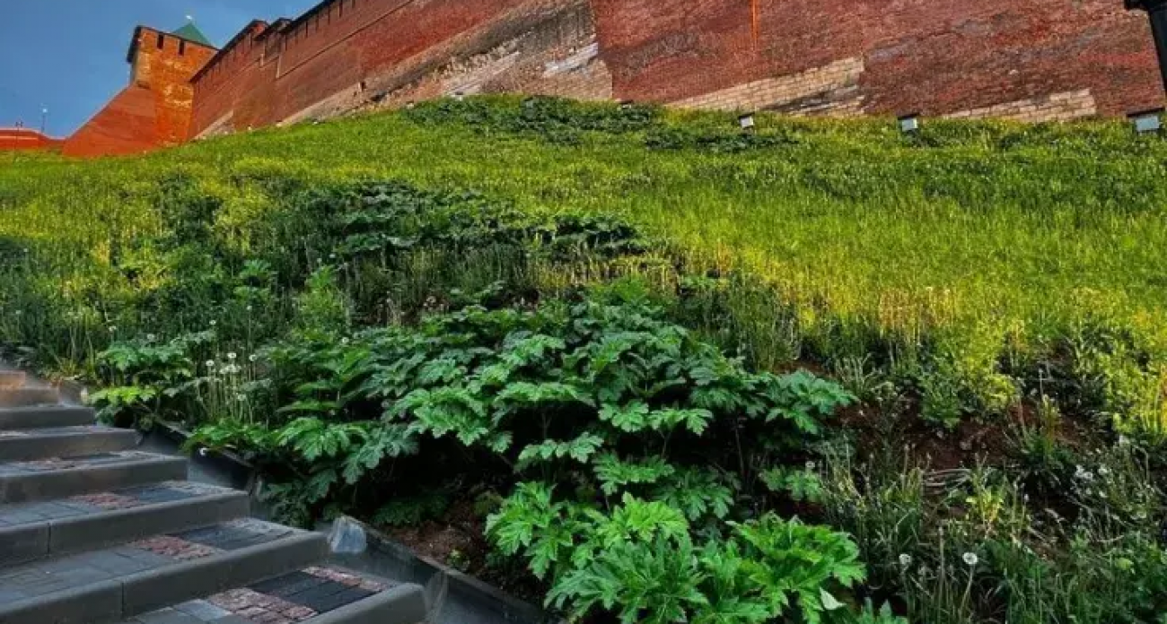 «Борщевик против Орешника»: депутат ЗСНО предложил новое оружие для тотальной войны с опасным сорняком