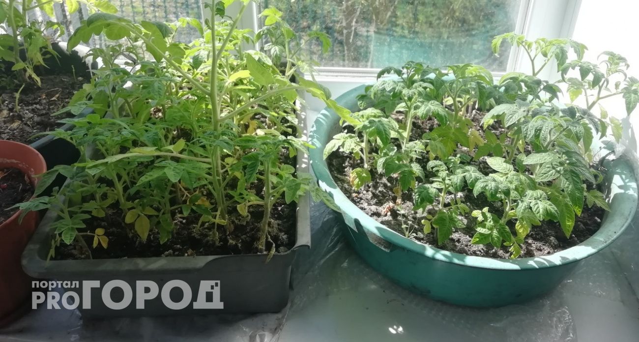 Сажаю эту рассаду в феврале для богатого урожая летом: советы опытного дачника