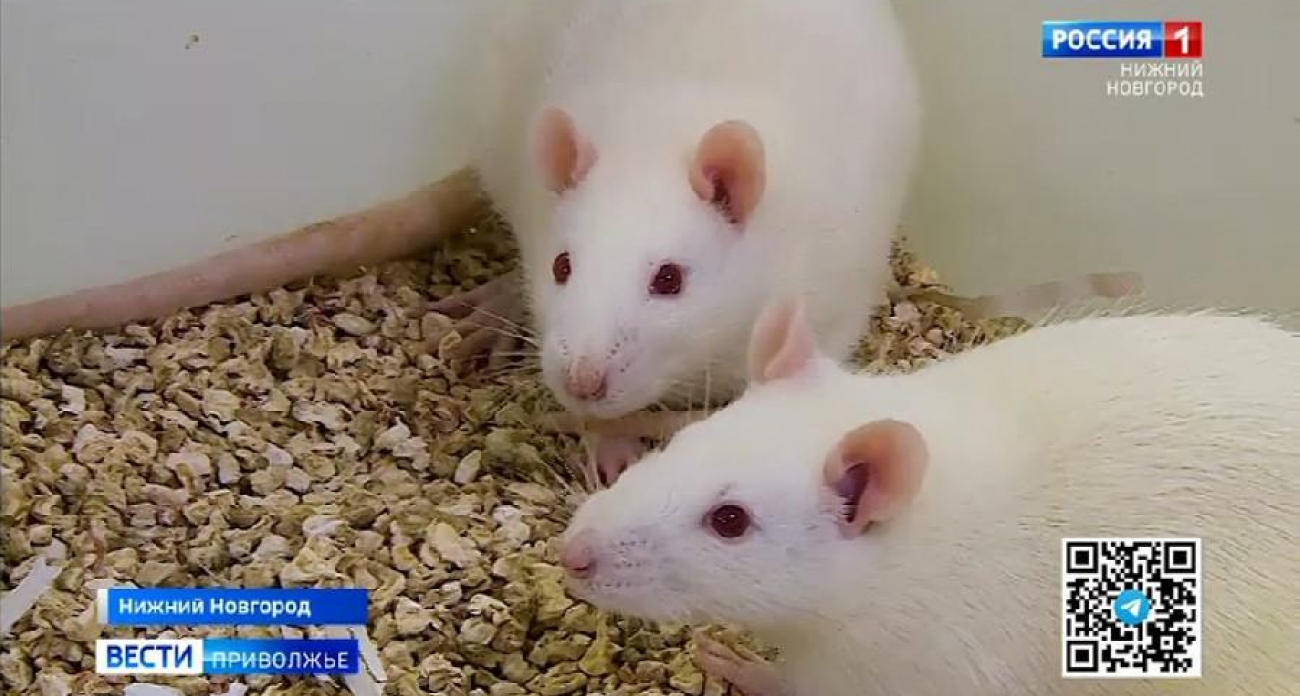 Прорыв нижегородских ученых: новый препарат в альгинатных капсулах полностью излечил диабет у крыс