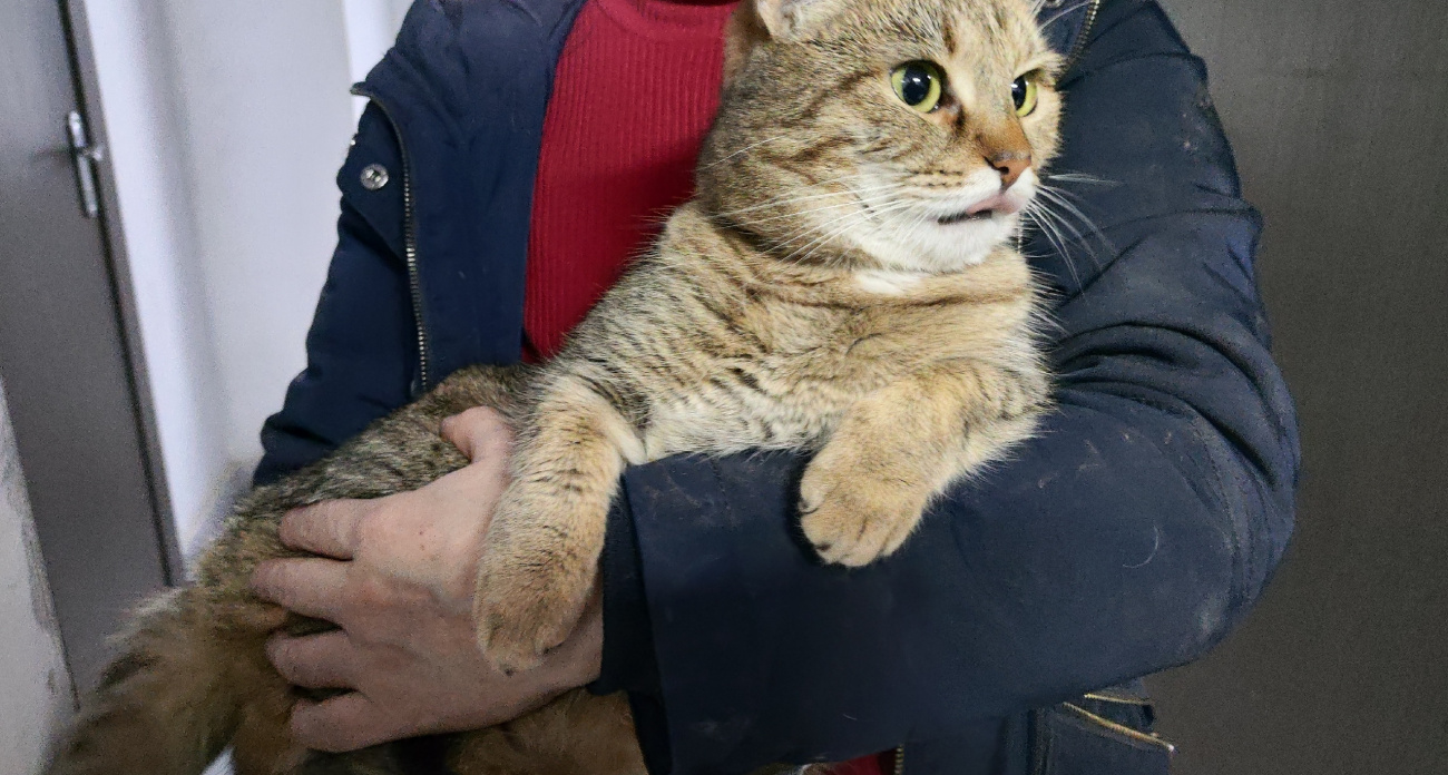 Ветеринары дали ответ: на сколько можно оставить кошку одну в квартире