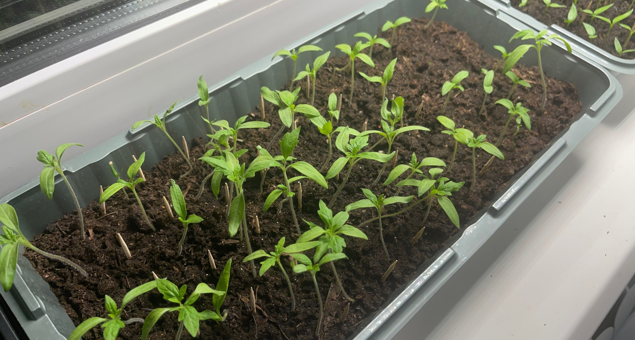 Клею это на окно и больше не мерзнем - теперь не дует, а подоконник теплый