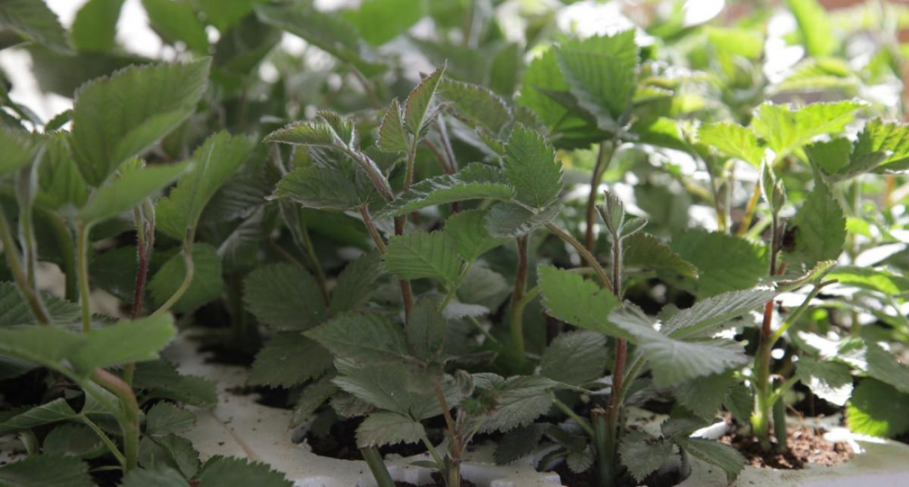 Браконьеры и сборная России по хоккею: главные новости за 22 января в Нижнем Новгороде