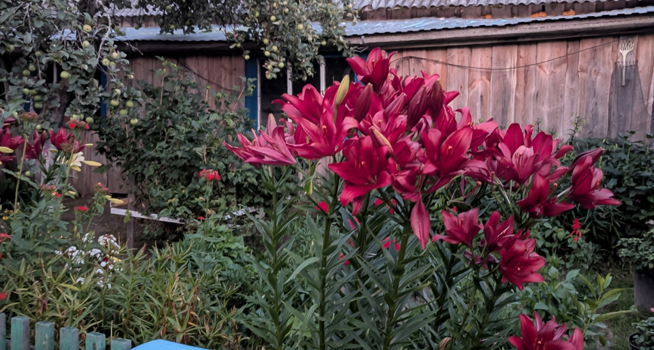 Сажаете раз - забудете о проблемах на век: это растение растет 100 лет и цветет гигантами