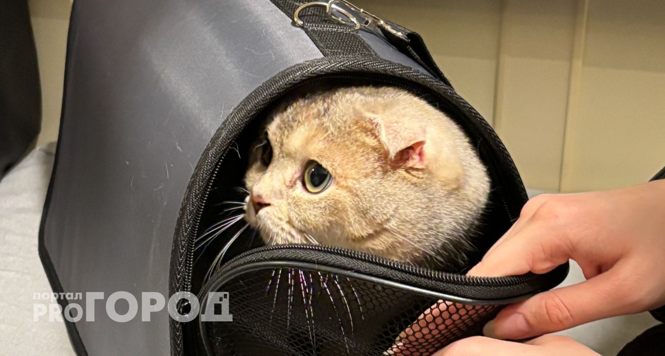 Людям старше 60 лет лучше избегать общения с кошками: ученые рассказали почему