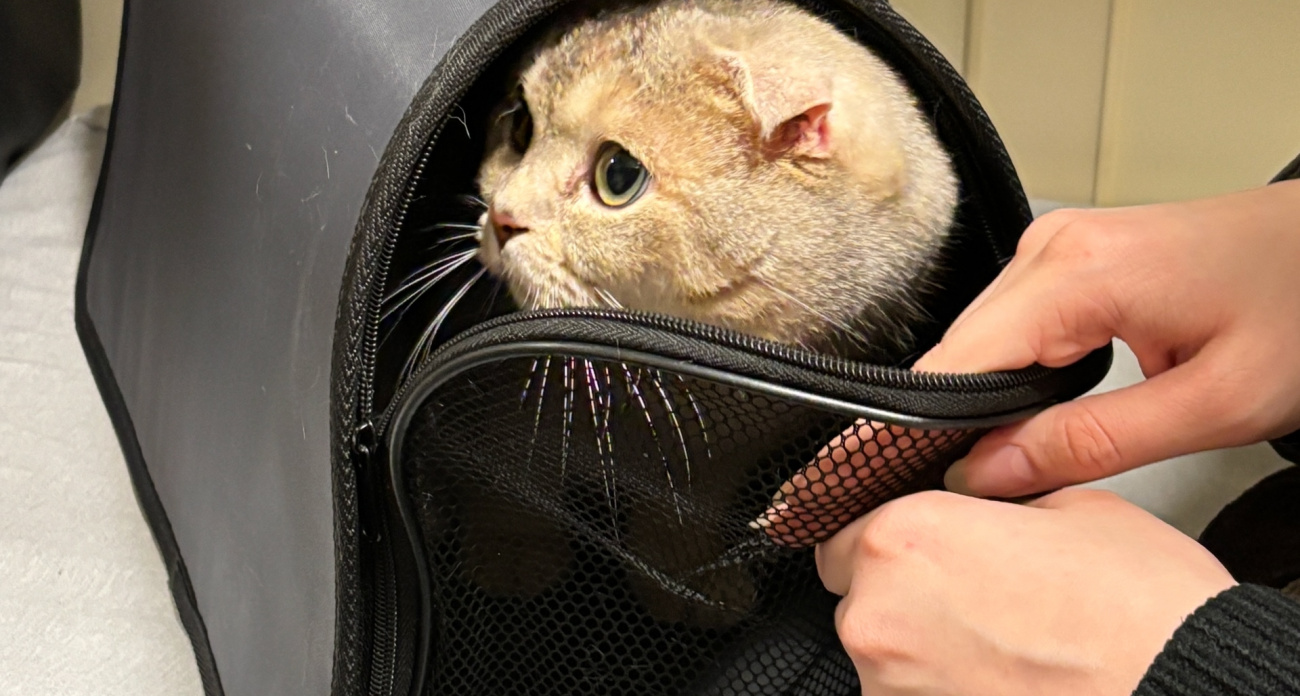 Больничный для Барсика: юрист раскрыла законную схему, как легально не выйти на работу из-за болезни питомца