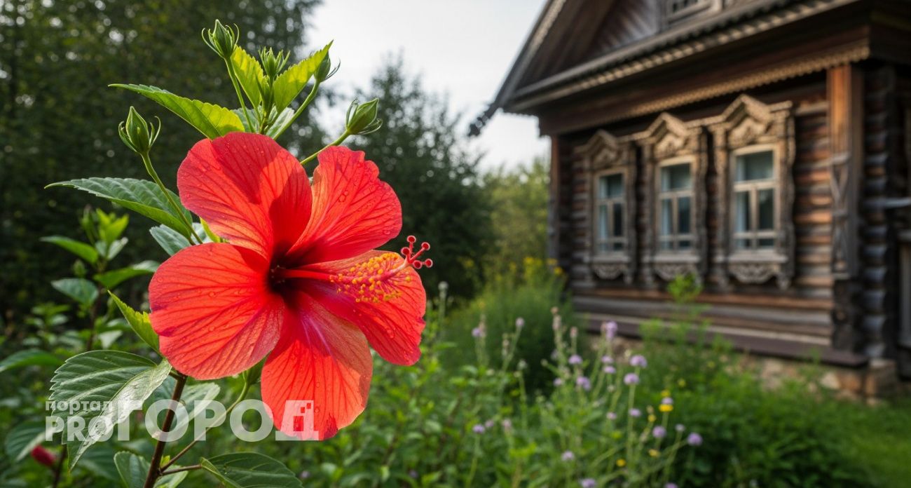 Этот цветок затмит даже розу: роскошный многолетник станет королем сада – пышно цветёт с июня до заморозков