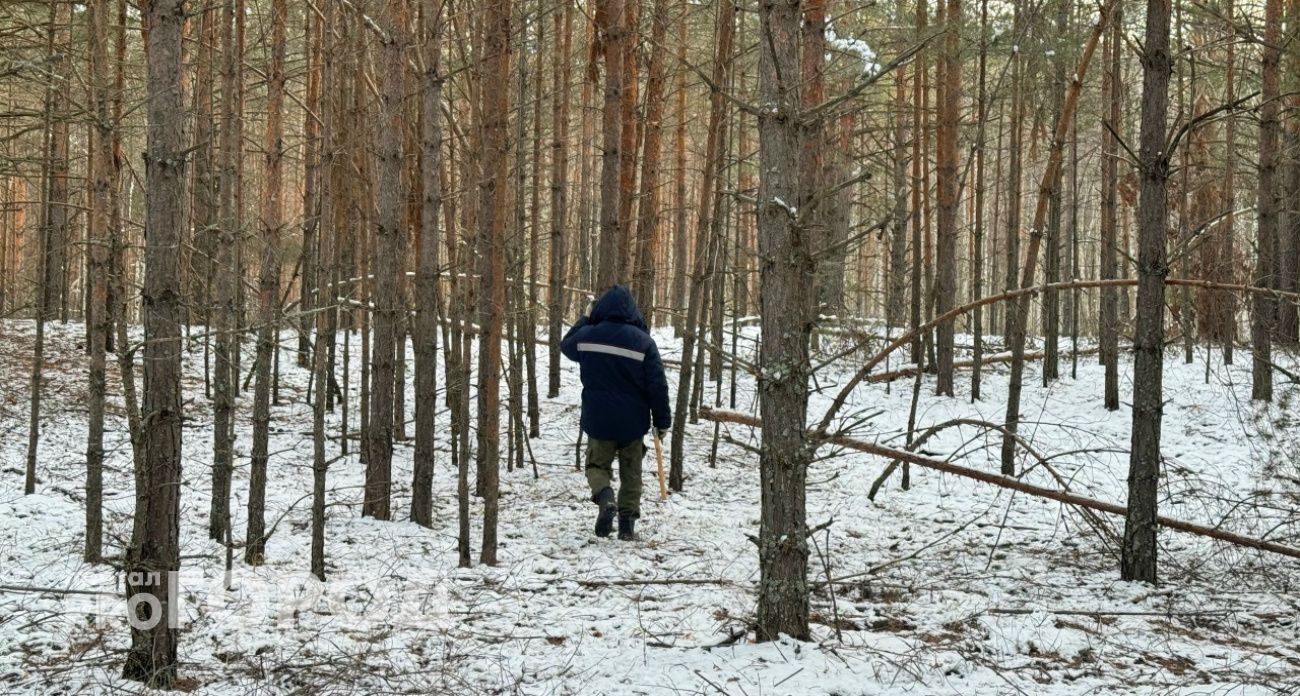 В Навашинском районе на лесоруба рухнуло дерево