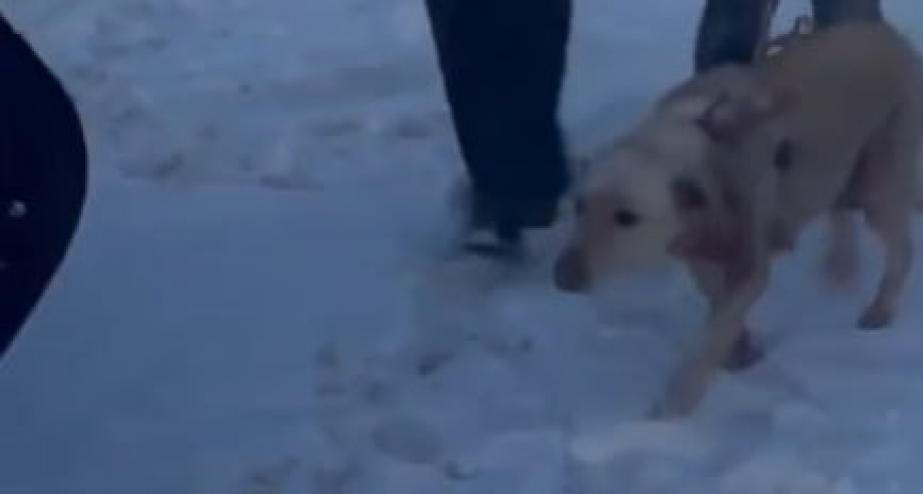 В Большеболдинском районе поймали хозяина собаки, который привязал ее к машине и протащил по снегу