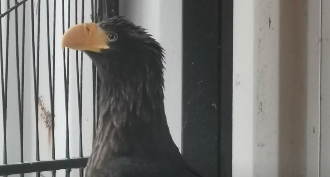 Краснокнижную птицу бросили в мешке на парковке в Нижнем Новгороде