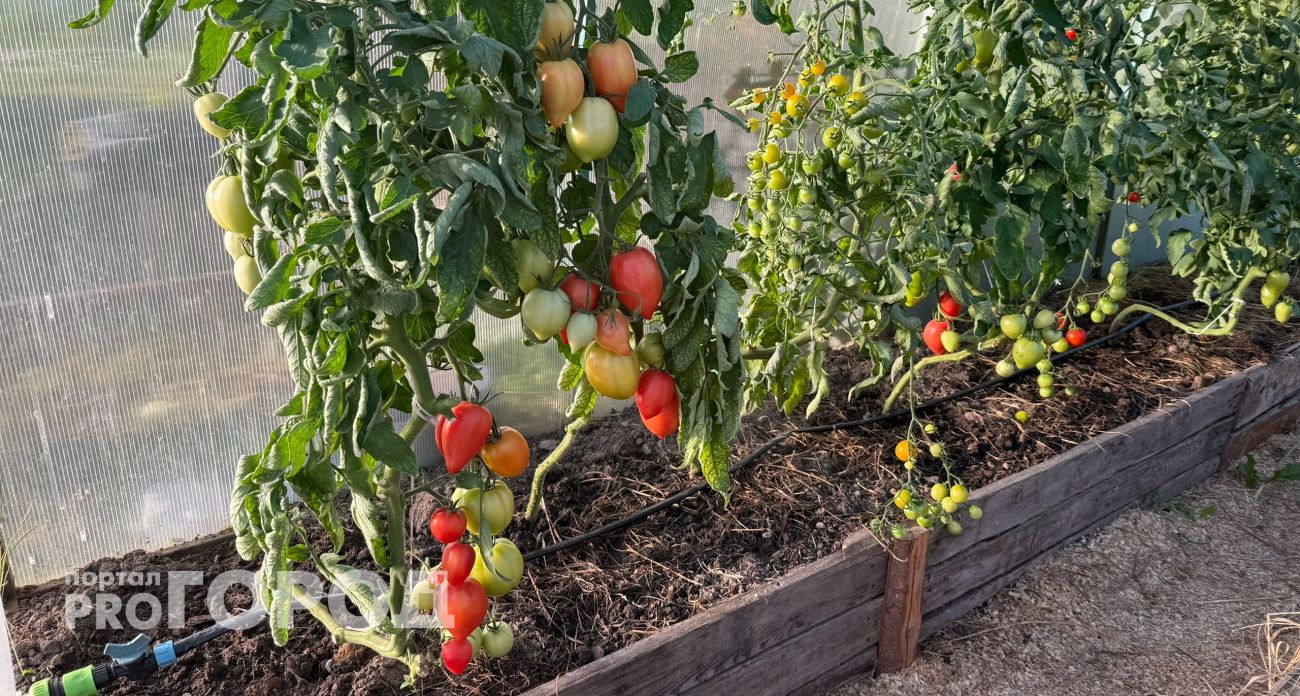 Не сорт, а томатный завод: эти помидоры плодоносят без перерыва – урожай собираю ведрами