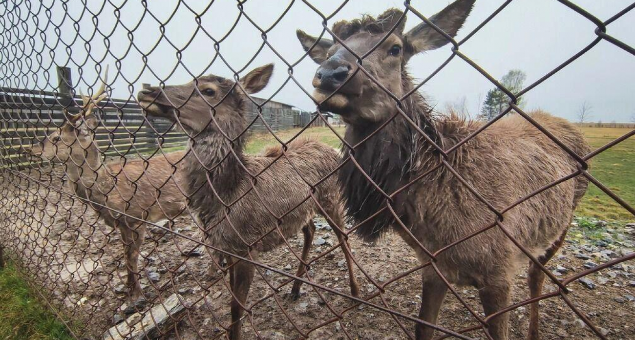 Клуша, усатая синица и 28 других видов впервые попали в Красную книгу Нижегородской области, а дрофа и 46 животных покинули список