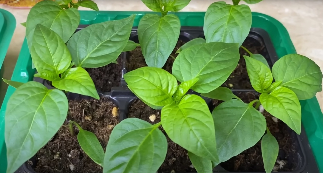 Перцы взошли стеной: агроном рассказал секрет крепкой рассады без пикировки